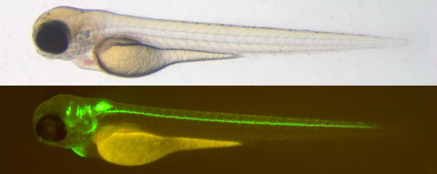 Zebrafisch-ZNS-Fluoreszenz